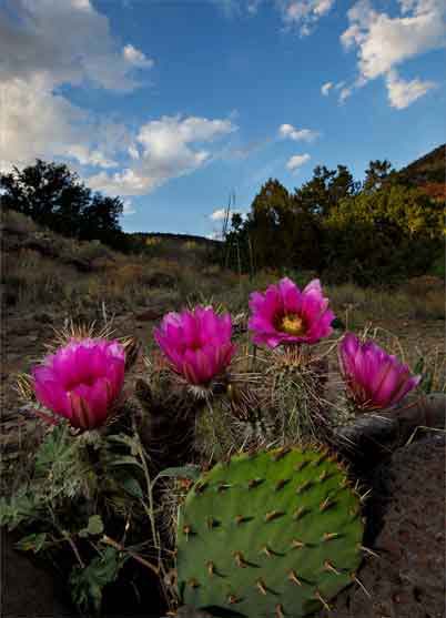 A blooming Hedgehog cactus next to a Prickly Pear cactus at Wet Beaver Creek, Arizona.