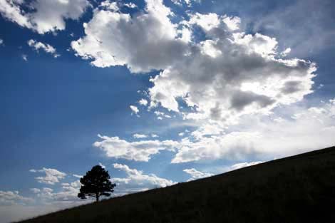 Tree atop Wahl Knoll in the White Mts., Arizona