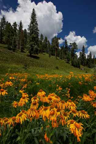 Wildflowers at the edge of Hall Cienega on the Fort Apache Reservation in the White Mts. of eastern Arizona.