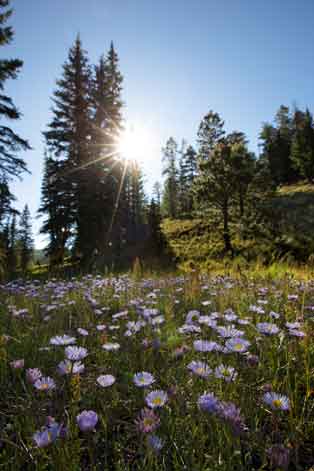 Hall Cienega at the upper reaches of Thomson Creek, White Mts., Arizona.