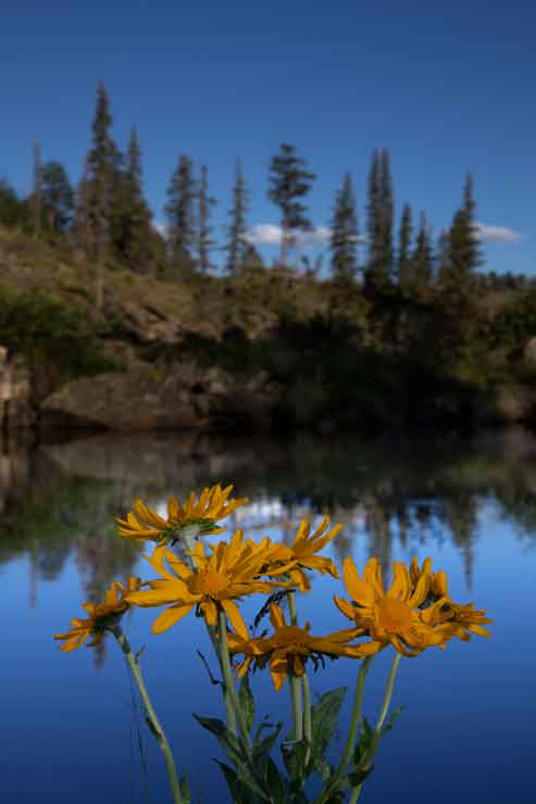 The West Fork of the Black River in the White Mts., Arizona.