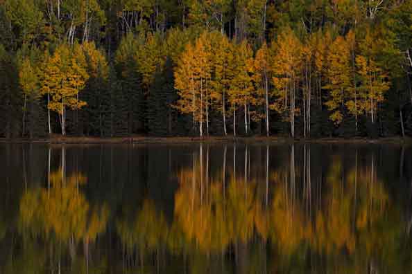 Aspens and evergreens in autumn at Drift Fence Lake on the Fort Apache Reservation in the White Mts. of eastern Arizona.
