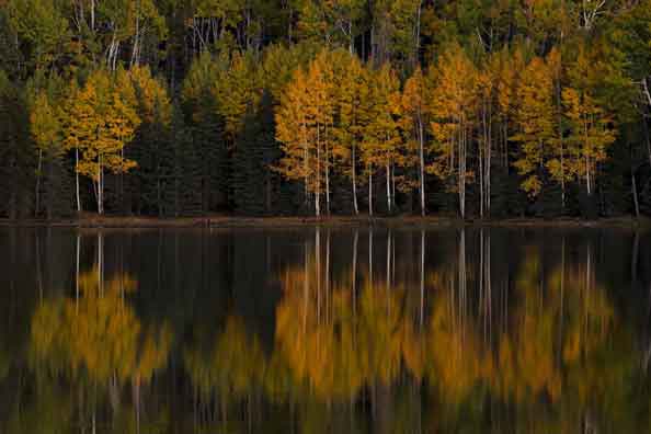 Autumn aspens at Drift Fence Lake in the White Mts. of eastern Arizona.