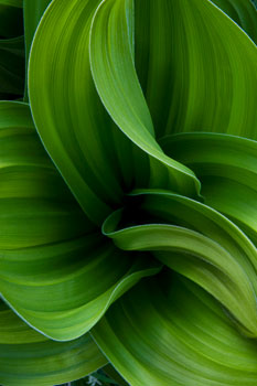 Wild Corn Lily along the East Fork of the White Mts. of eastern Arizona