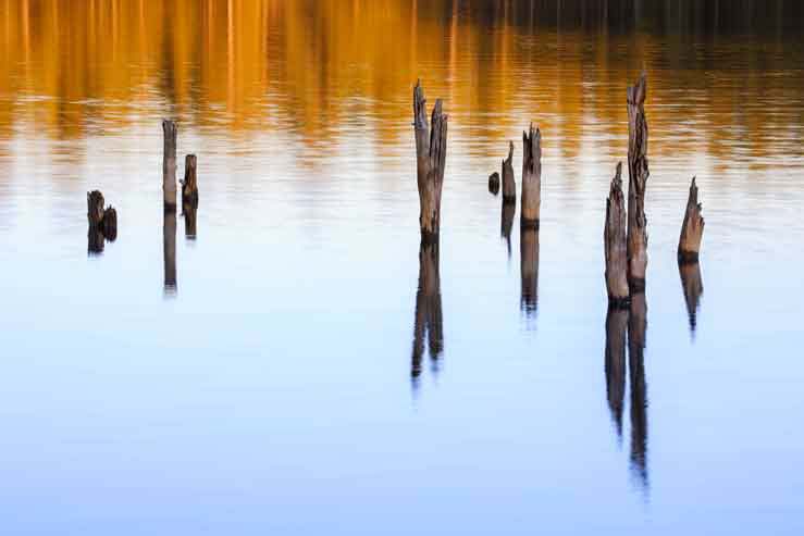 Tree trunks in water at Willow Springs Lake atop Arizona's Mogollon Rim.