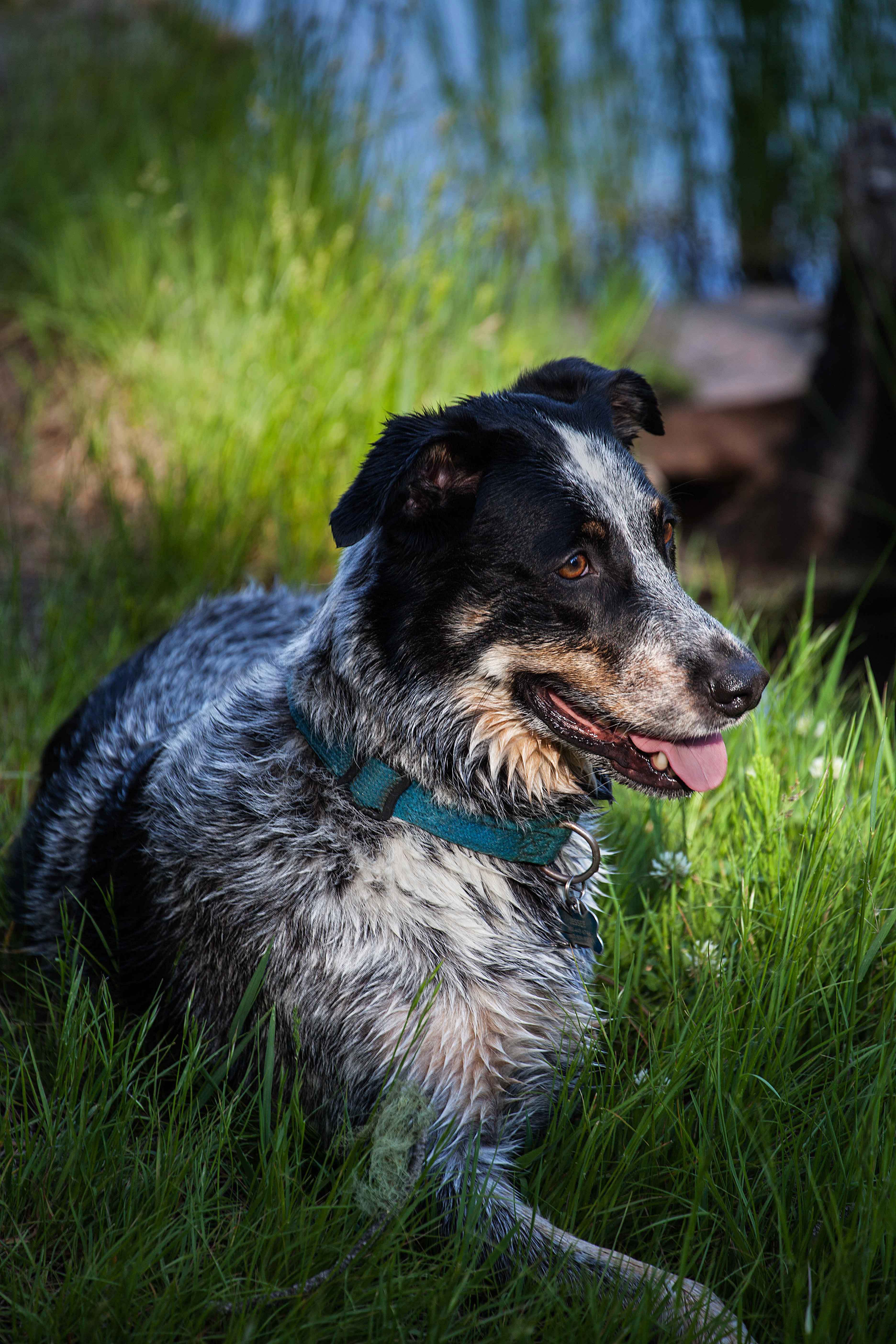 Jessee the Three-Legged Cattle Dog, a Blue Heeler mix who loves to hike Arizona