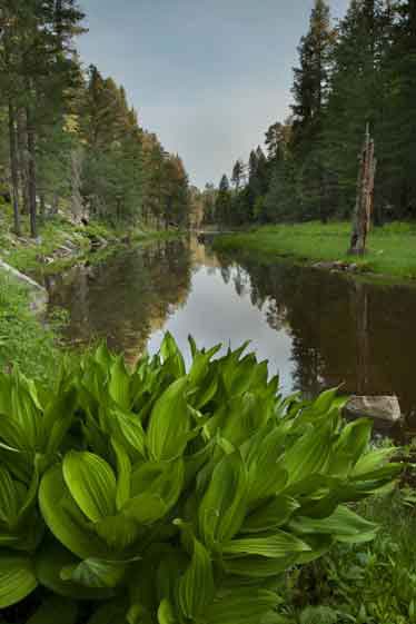 Woods Canyon Lake button